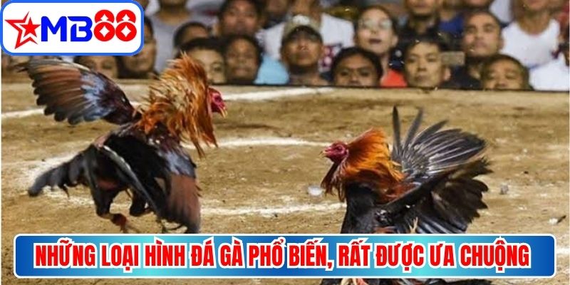 Những loại hình đá gà phổ biến, rất được ưa chuộng tại MB88