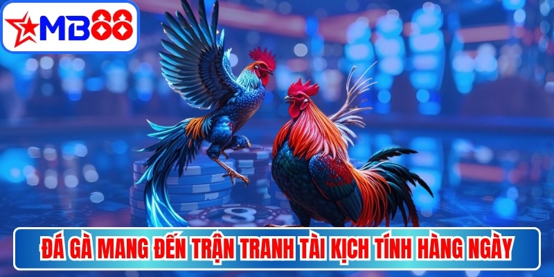 Đá gà mang đến những trận tranh tài kịch tính hàng ngày